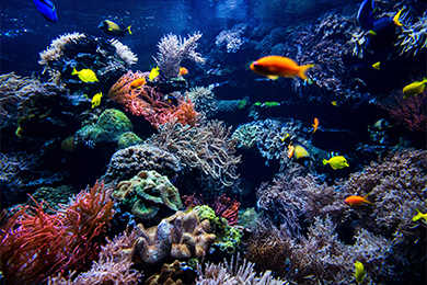 Image of a Coral reef